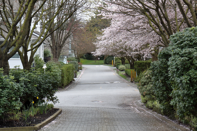 Illustration for article titled Pics from the Curbside: 2018-04-08 from Langara Gardens